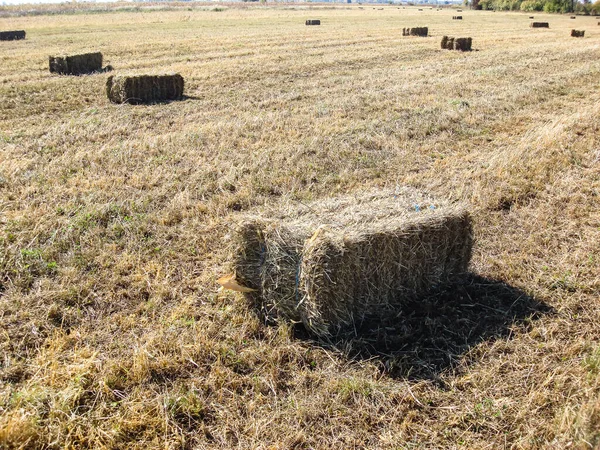 Agricultural Field Straw Bales Harvest — Stock Photo, Image