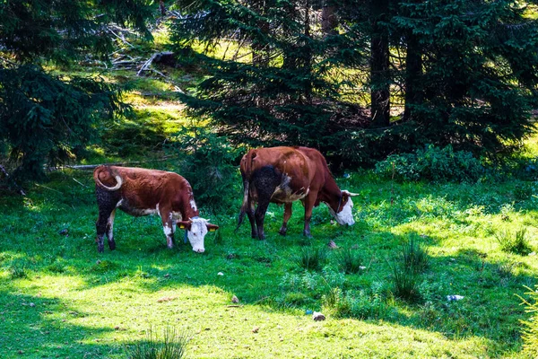 Kráva Stojící Pasoucí Travnatém Poli Slunečný Den — Stock fotografie