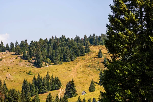 Zielony Górski Krajobraz Lasu Piękna Przyroda Alpejskimi Łąkami Bihorze Rumunia — Zdjęcie stockowe