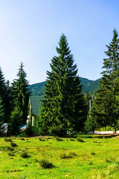 Verde Paesaggio Forestale Montagna Bella Natura Con Prati Alpini Bihor — Foto Stock