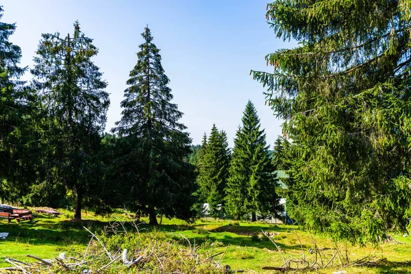 Zelená Horská Krajina Krásná Příroda Alpskými Loukami Bihoru Rumunsko — Stock fotografie