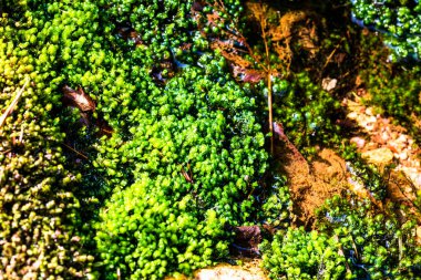 Dağ deresi ve kayaların yanında yeşil doğal yosun, güzel doğa.