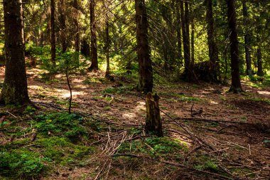 Orman ağaçlarının arasından bak, dağ ormanlarının üzerinden güneş ışığı...