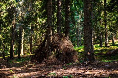Orman ağaçlarının arasından bak, dağ ormanlarının üzerinden güneş ışığı...