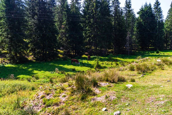 Verde Paesaggio Forestale Montagna Bella Natura Con Prati Alpini Bihor — Foto Stock