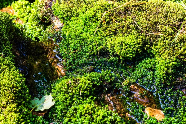 Musgo Natural Verde Perto Riacho Montanha Rochas Bela Natureza — Fotografia de Stock