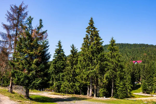 Verde Paesaggio Forestale Montagna Bella Natura Con Prati Alpini Bihor — Foto Stock