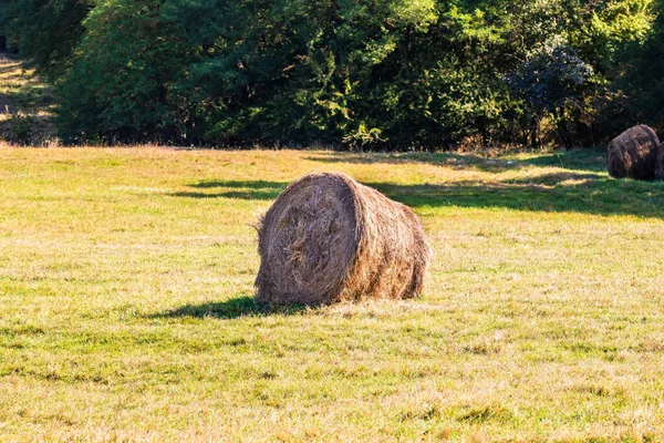 Campo Agricolo Con Pagliai Mucchio Balle Fieno Rotonde Palle Fieno — Foto Stock