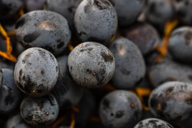 Olgun üzümlere ve üzümlerin arka planına yakın dur..