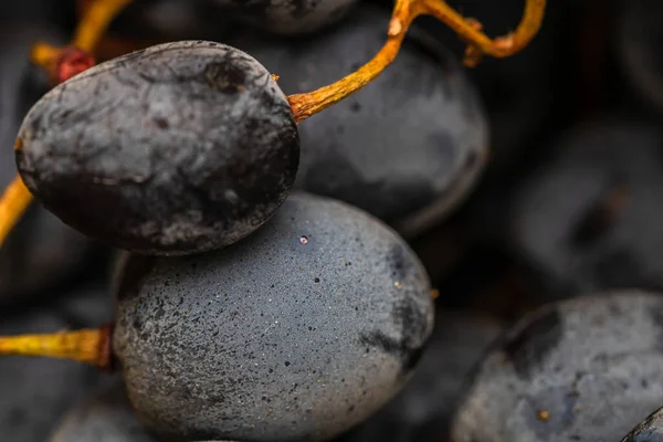 Primer Plano Uvas Maduras Fondo Uvas —  Fotos de Stock