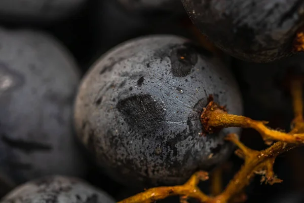 Primer Plano Uvas Maduras Fondo Uvas —  Fotos de Stock