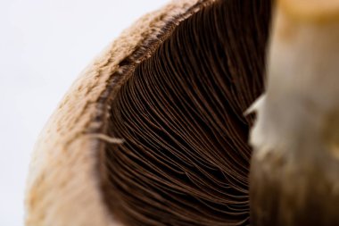 Taze şampiyonlar, şampiyon mantarlar, yakın plan, izole edilmiş.