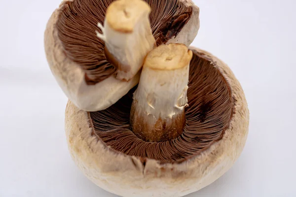 Färska Champinjoner Champignon Champinjoner Närbilder Isolerade — Stockfoto