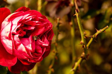 Bahçede izole edilmiş renkli bir gül. Kopya alanı var. Rose arka plan duvar kağıdını izole etti.