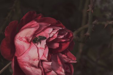 Bahçede izole edilmiş renkli gül yapraklarının üzerinde kopya alanı olan bir arı. Rose arka plan duvar kağıdını izole etti.