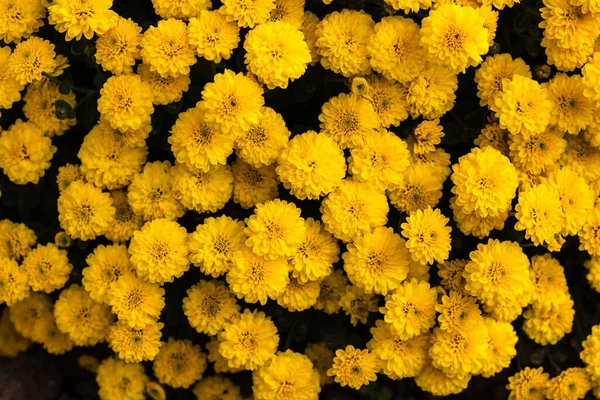 Селективный Акцент Цветочном Фоне Обои Цветами Хризантемы Красочные Осенние Мамы — стоковое фото