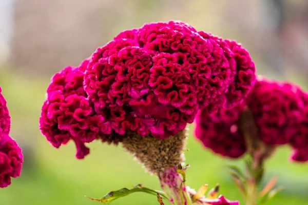 Isolated Colorful Celosia Cristata Flower Garden Close Pink Cockscomb Flower — Stock Photo, Image
