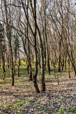 Ağaç gövdeleri sık bir ormanda, sıra sıra ağaçların arasında.