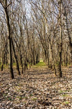 Ağaç gövdeleri sık bir ormanda, sıra sıra ağaçların arasında.