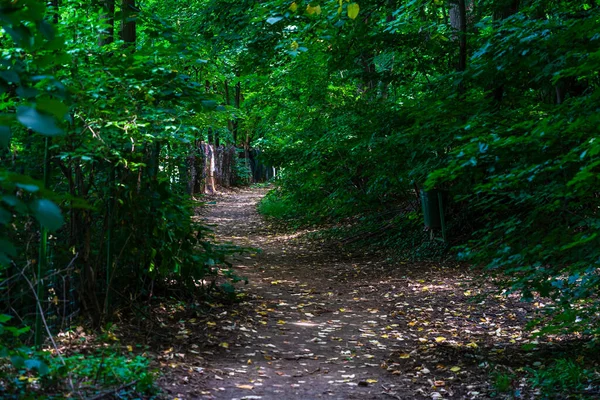 Focurs Sélectifs Manière Naturelle Belle Mystérieuse Dans Forêt — Photo