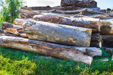 Kesilmiş ve istiflenmiş ağaçlar. Kesme tahtası yığını.