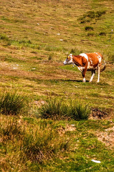 Kráva Stojící Pasoucí Travnatém Poli Slunečný Den — Stock fotografie