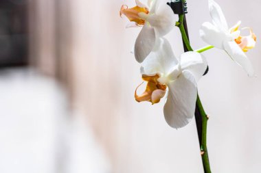 Güzel narin Phalaenopsis orkide çiçekleri, detaylar ve yakın çekim fotoğrafı..