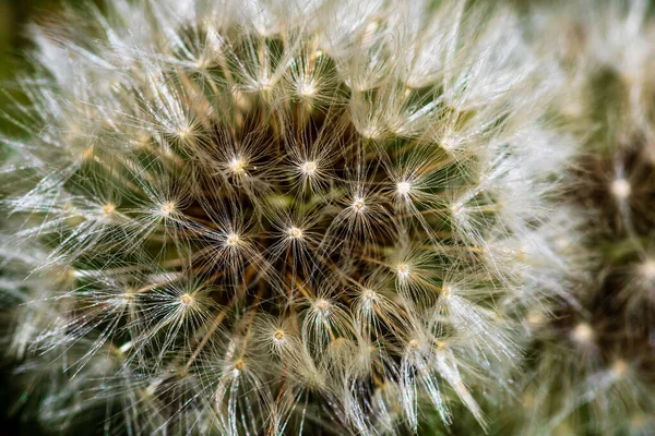 Foto Cerca Macro Disparo Con Detalles Flor Diente León Aislado — Foto de Stock