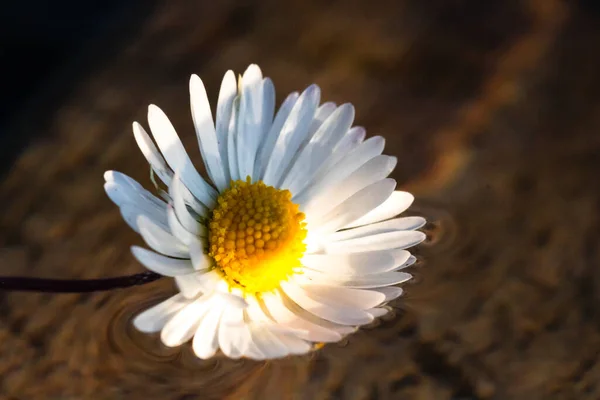 Makro Skott Vit Tusensköna Magen Perennis Isolerad Vatten — Stockfoto