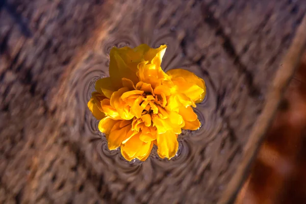 Makroaufnahme Von Kerria Japonica Pleniflora Blume Isoliert Auf Wasser Gelbe — Stockfoto