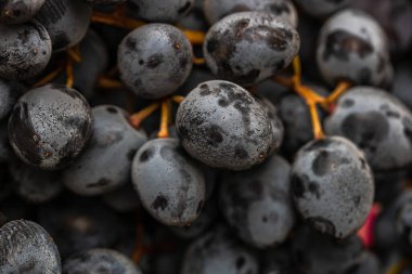 Olgun üzümlere ve üzümlerin arka planına yakın dur..