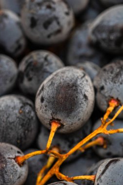 Olgun üzümlere ve üzümlerin arka planına yakın dur..