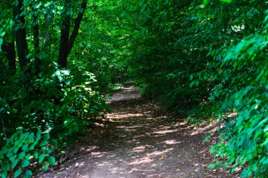 Ormanda doğal güzelliğin ve esrarengiz tarzın seçici tilkileri..