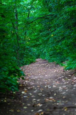 Ormanda doğal güzelliğin ve esrarengiz tarzın seçici tilkileri..