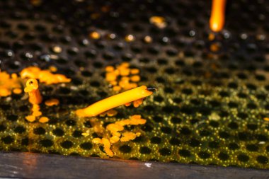 Eriyen mumları yakarak ölülerin anısına, kapat.