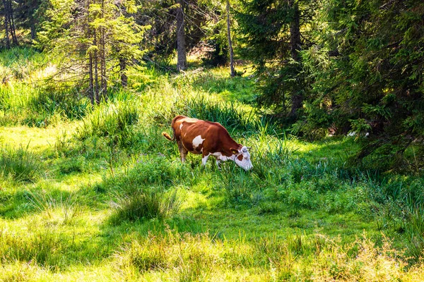 Kráva Stojící Pasoucí Travnatém Poli Slunečný Den — Stock fotografie