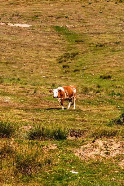 Vaca Pastando Campo Gramado Dia Ensolarado — Fotografia de Stock