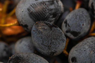 Olgun üzümlere ve üzümlerin arka planına yakın dur..