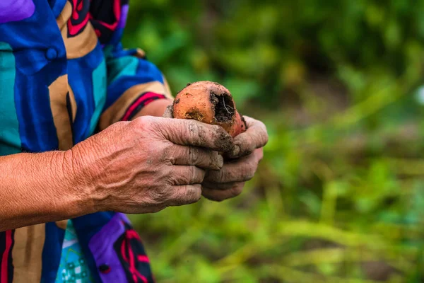肮脏的劳作和皱巴巴的手捧着新鲜的有机土豆 老太婆手里拿着收获的干旱损坏的土豆 — 图库照片
