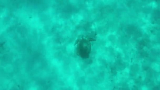 Nsanlar Karayip Denizi Nde Dalış Şnorkelle Dalış Yapıyor — Stok video