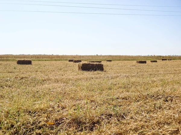 Champ Agricole Avec Balles Paille Après Récolte — Photo