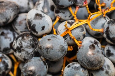 Olgun üzümlere ve üzümlerin arka planına yakın dur..