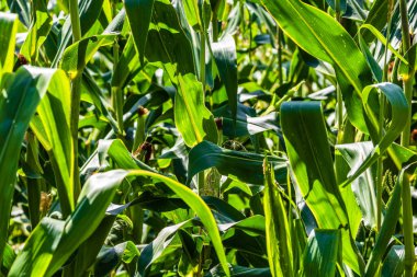 Yeşil mısır tarlasında büyüyen güneş ışığı, tarımda yetişen yeşil mısırın ayrıntıları.