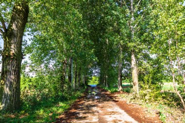 Yağmurdan sonraki güneşli bir günde ağaçların arasından.