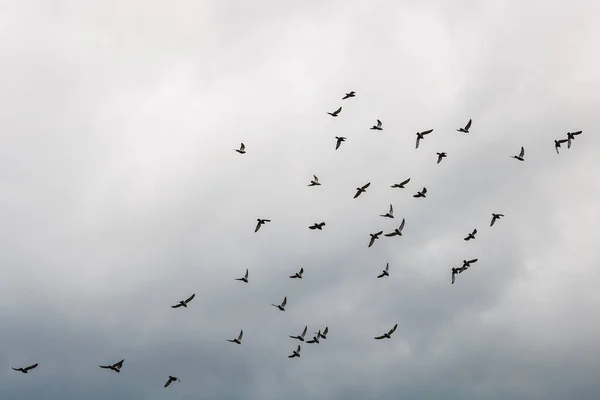 Många Duvor Flyger Den Molniga Himlen — Stockfoto