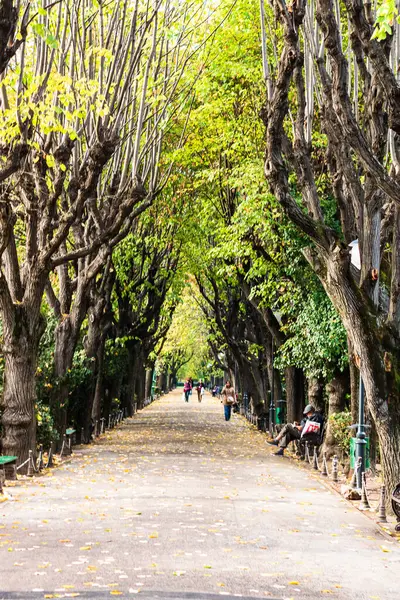 Romanya 'nın başkenti Bükreş' teki Cismigiu parkındaki boş sokak