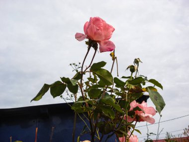 Renkli bahar çiçekleri bir bahçede yalnız çiçek açıyor..
