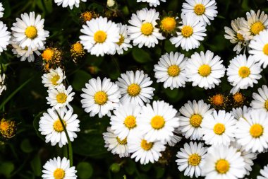 Bellis perennis çiçeği. Papatya baharda açar