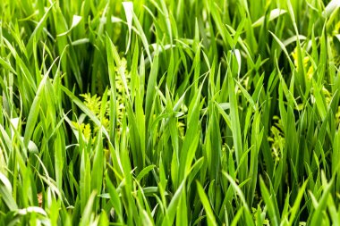 Buğday tarlası ve tarım kavramının ayrıntıları