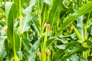 Yeşil mısır tarlasında büyüyen güneş ışığı, tarımda yetişen yeşil mısırın ayrıntıları.